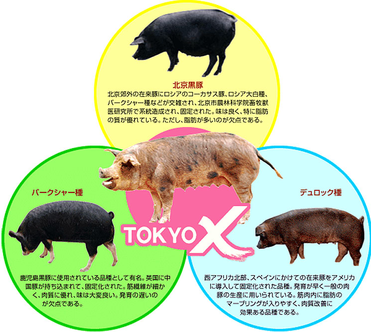 TOKYO　X　北京黒豚　バークシャー豚　デュロック種